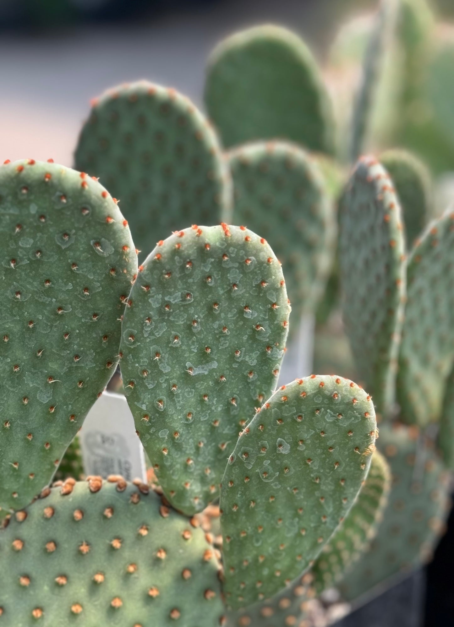 *RETAIL - Opuntia x 'Beaver Rita'