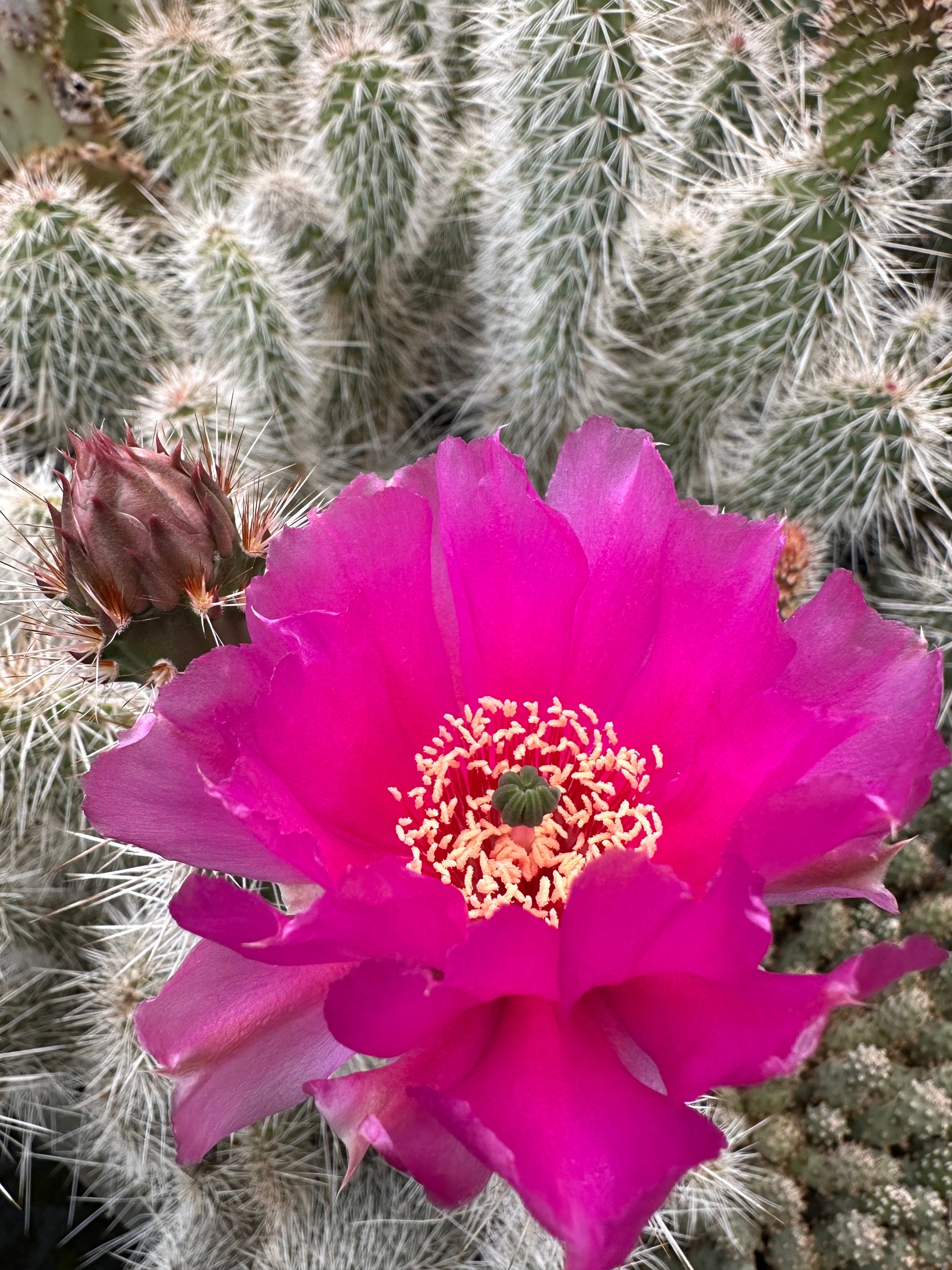 prickly pear snow cactus flower Opuntia erinacea 'Browse Cherry' – Cistus Nursery