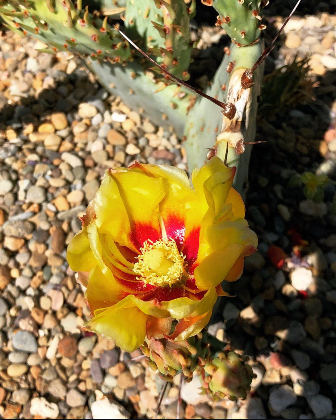 Opuntia macrocentra [Linda Callahan]