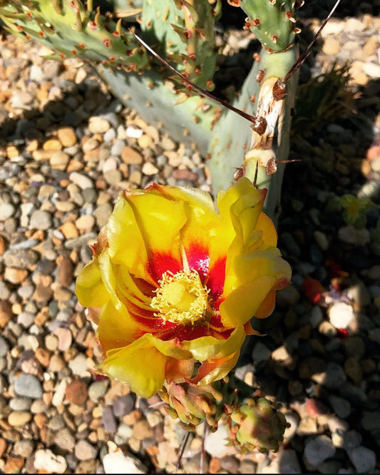 Opuntia macrocentra [Linda Callahan]