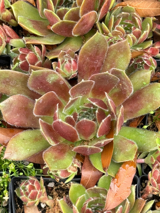 Sempervivum 'Royal Standard'