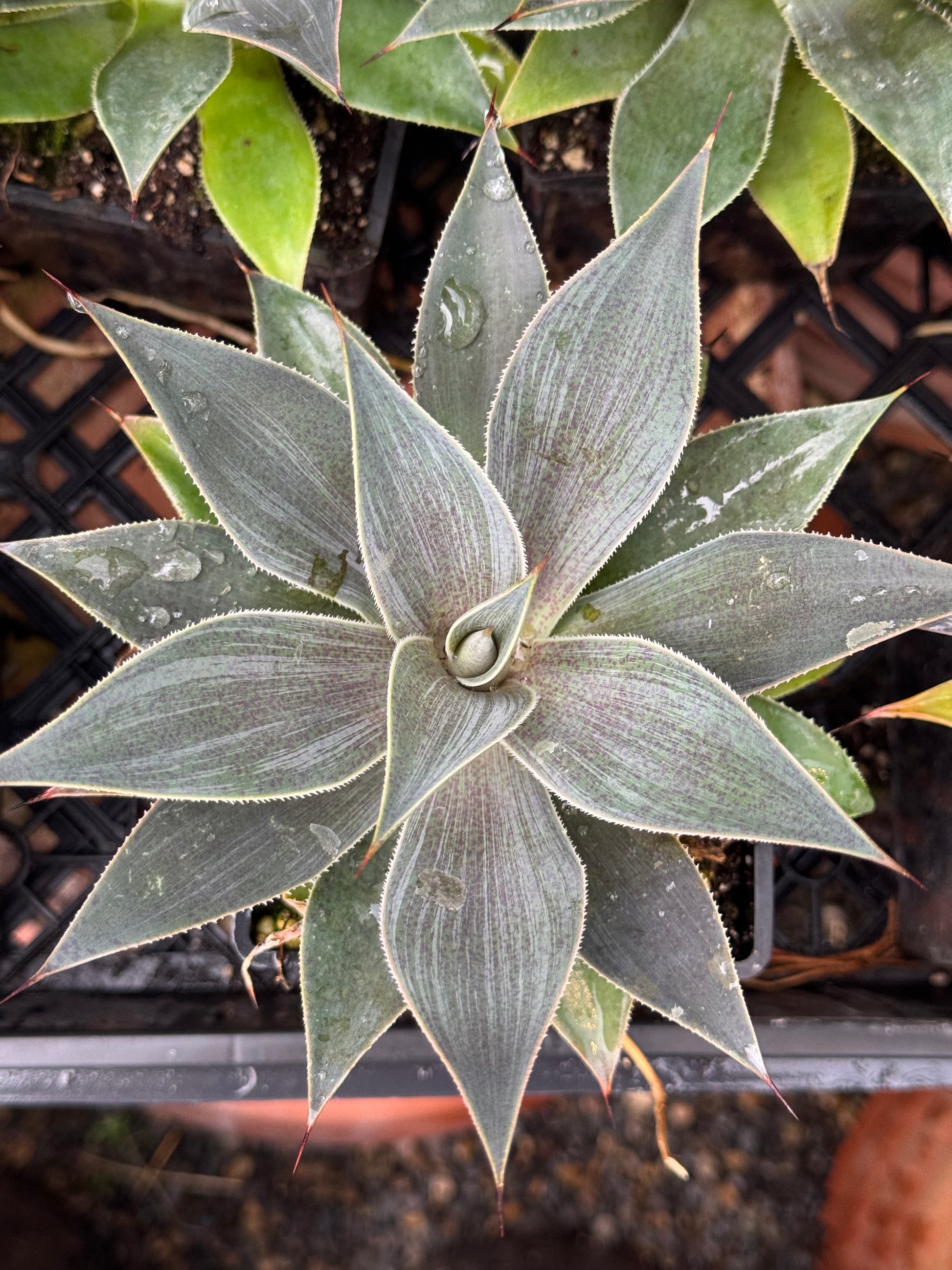 lady lavender plant RETAIL