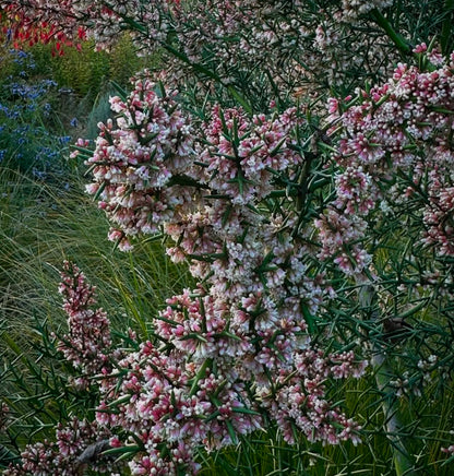 *RETAIL - Colletia hystrix