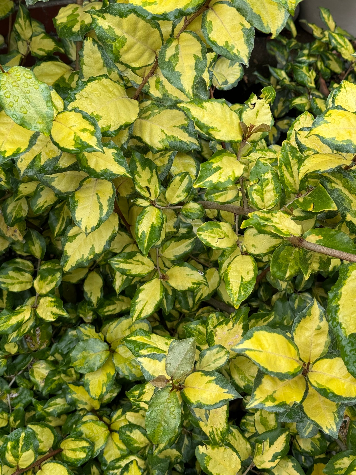 *RETAIL - Elaeagnus pungens 'Clemson Variegated'