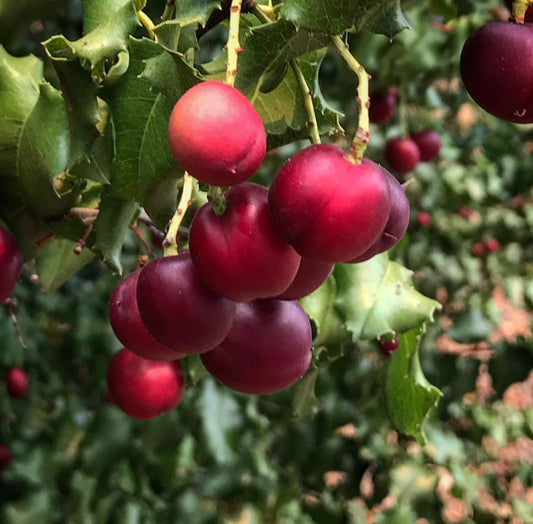 *RETAIL - Prunus ilicifolia [Klamath]