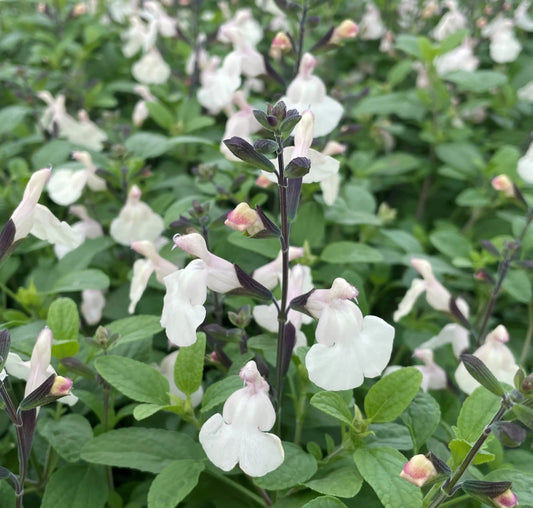 *RETAIL - Salvia greggii 'Cool Cream’