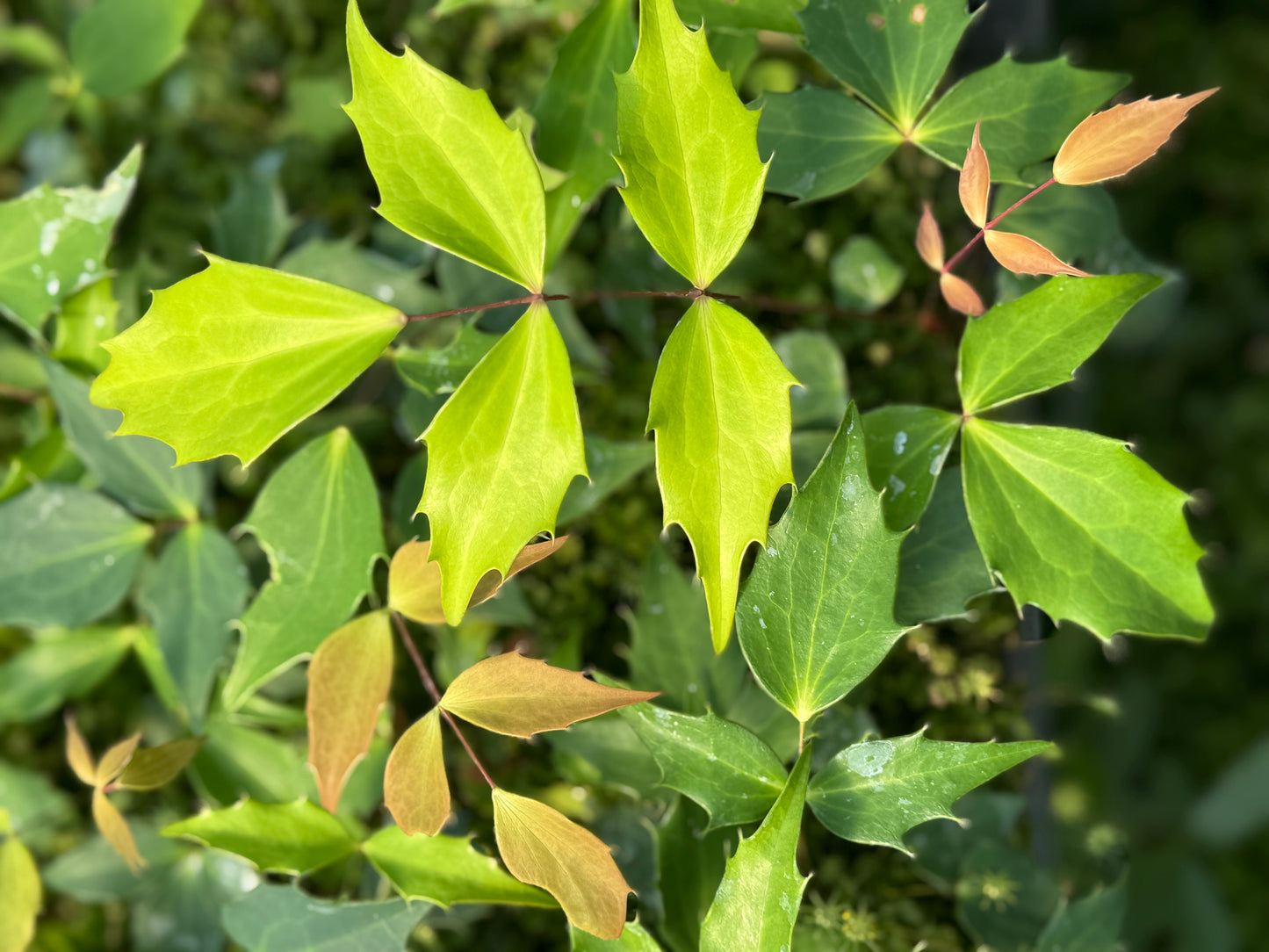 *RETAIL - Mahonia nitens 94010