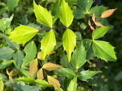 *RETAIL - Mahonia nitens 94010