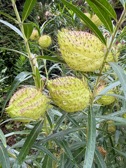 *RETAIL - Gomphocarpus physocarpus