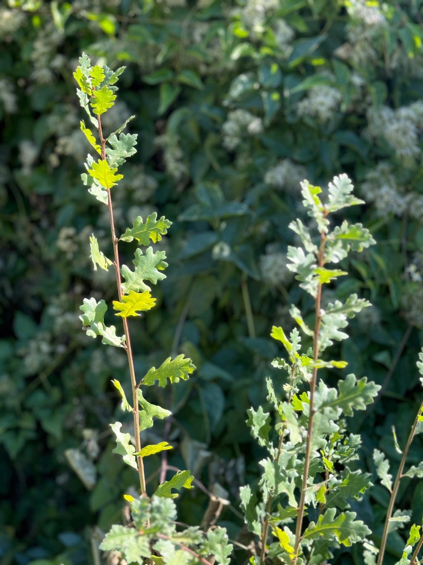 *RETAIL - Quercus lobata