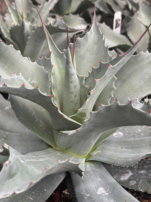 *RETAIL - Agave ovatifolia 'Vanzie'