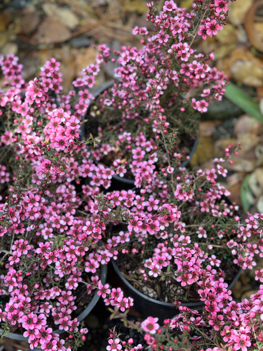 *RETAIL - Leptospermum scoparium 'Nanum Ruru'