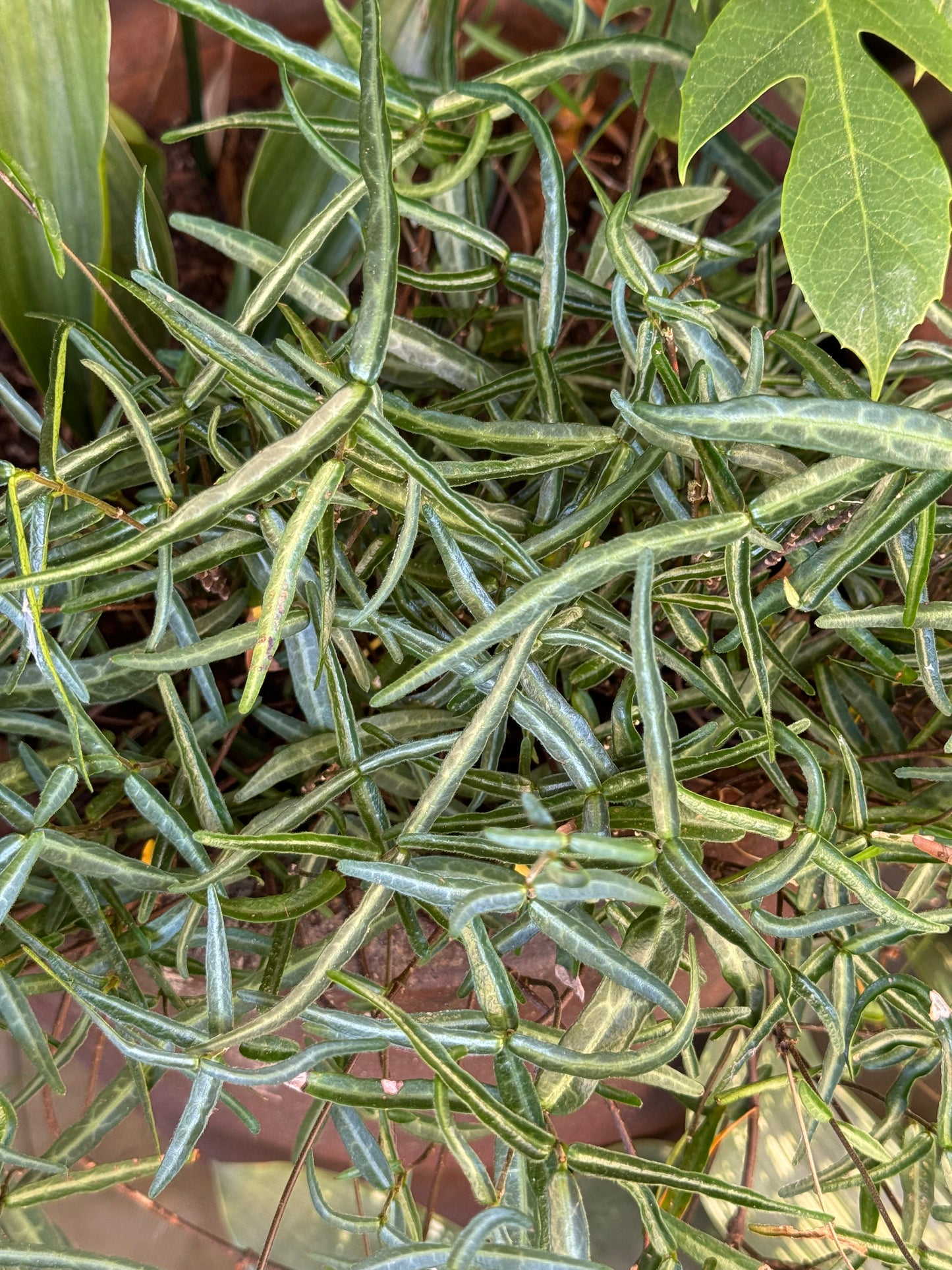 Trachelospermum asiaticum ['Theta' Seedlings]