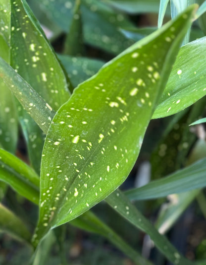 Aspidistra lurida 'Ginga'