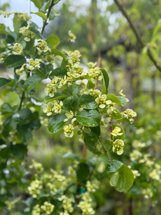 *RETAIL - Euonymus myrianthus - yellow fruited