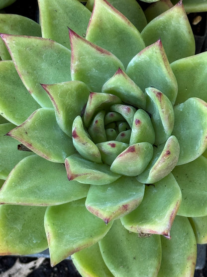 *RETAIL - Echeveria agavoides x