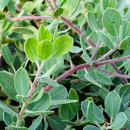 Arctostaphylos nevadensis var. knightii x 'Oregon Blue'