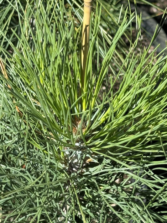 *RETAIL - Pinus coulteri