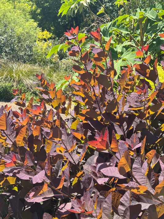 *RETAIL - Cotinus 'Grace'