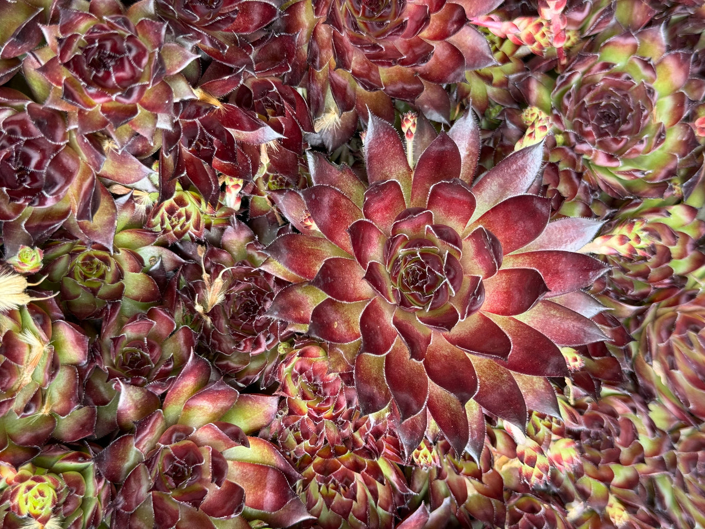 *RETAIL - Sempervivum 'Strider'