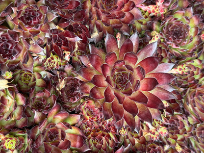 *RETAIL - Sempervivum 'Strider'