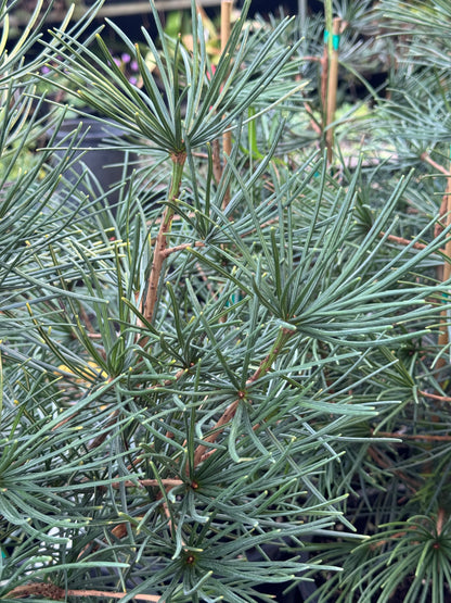 *RETAIL - Sciadopitys verticilliata