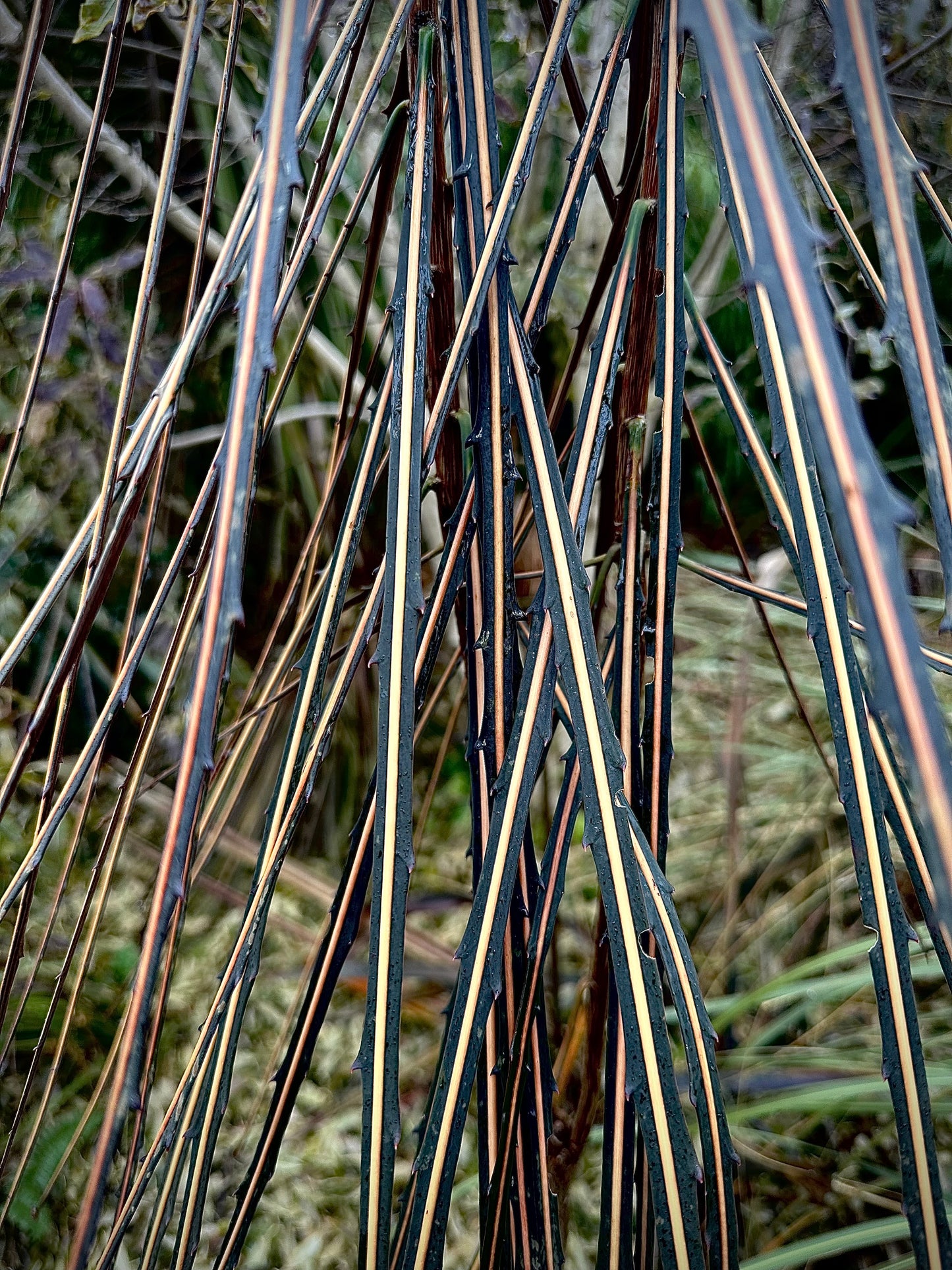 *RETAIL - Pseudopanax crassifolius (dark leaves, cream to salmon mid rib)