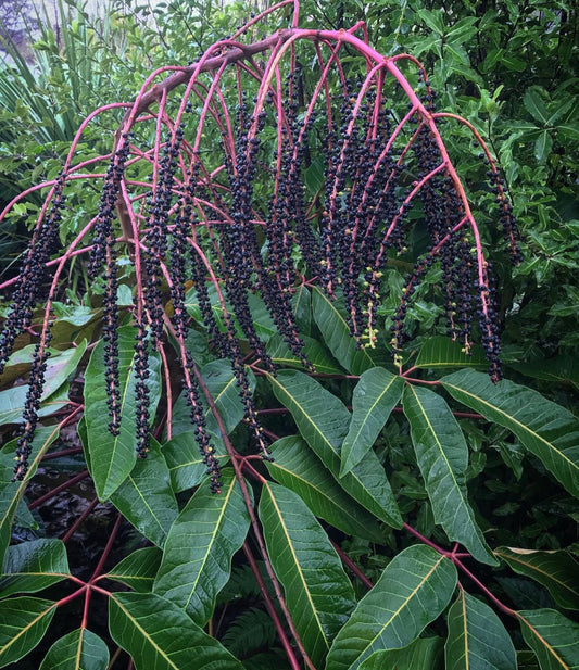 *RETAIL - Schefflera delavayi