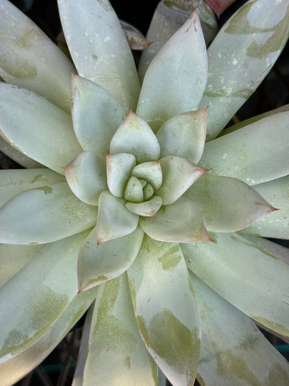 *RETAIL - Echeveria colorata 'Mexican Giant'