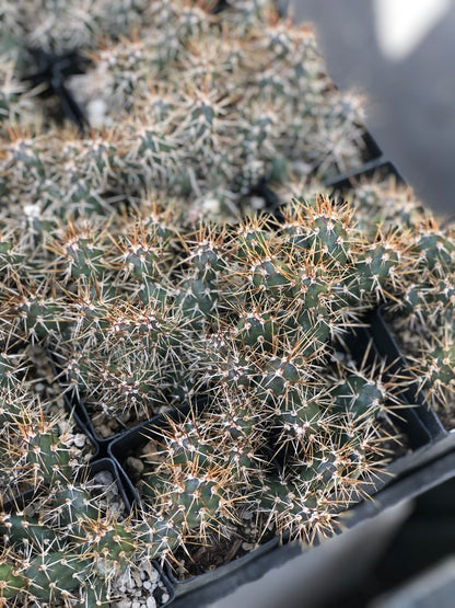 Opuntia fragilis - dwarf golden