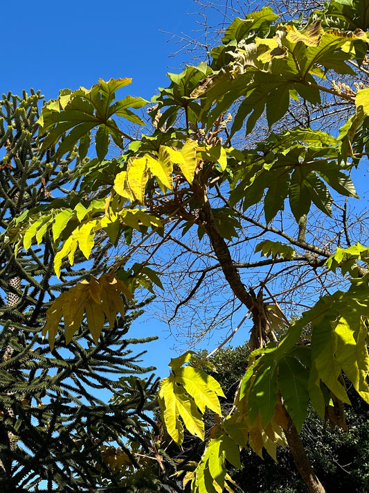 *RETAIL - Tetrapanax papyrifer 'Steroidal Giant’