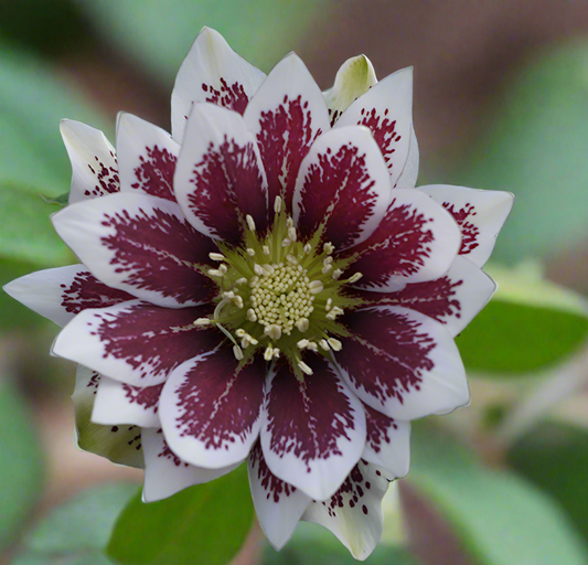 *RETAIL - Helleborus x 'Double Painted'