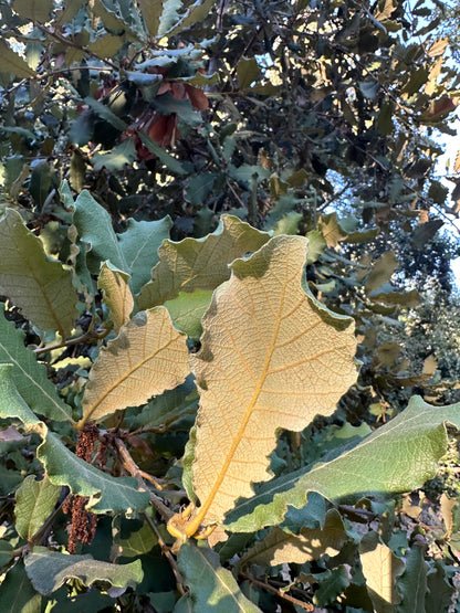 *RETAIL - Quercus rugosa - Bonfante