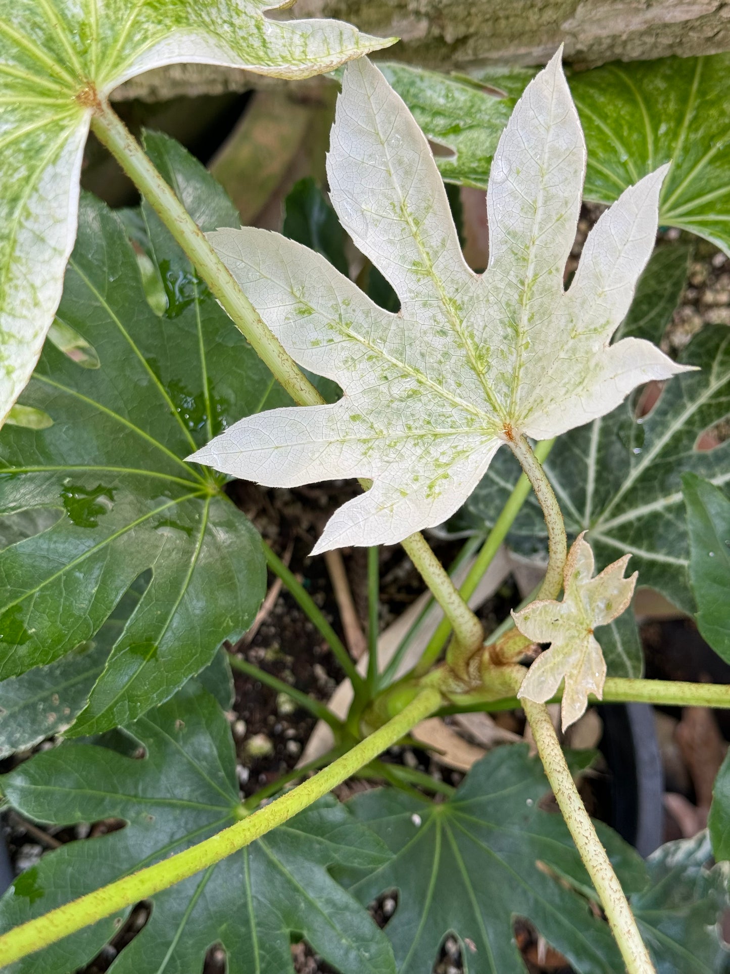 *RETAIL - Fatsia japonica ‘Tsumugi Shibori’