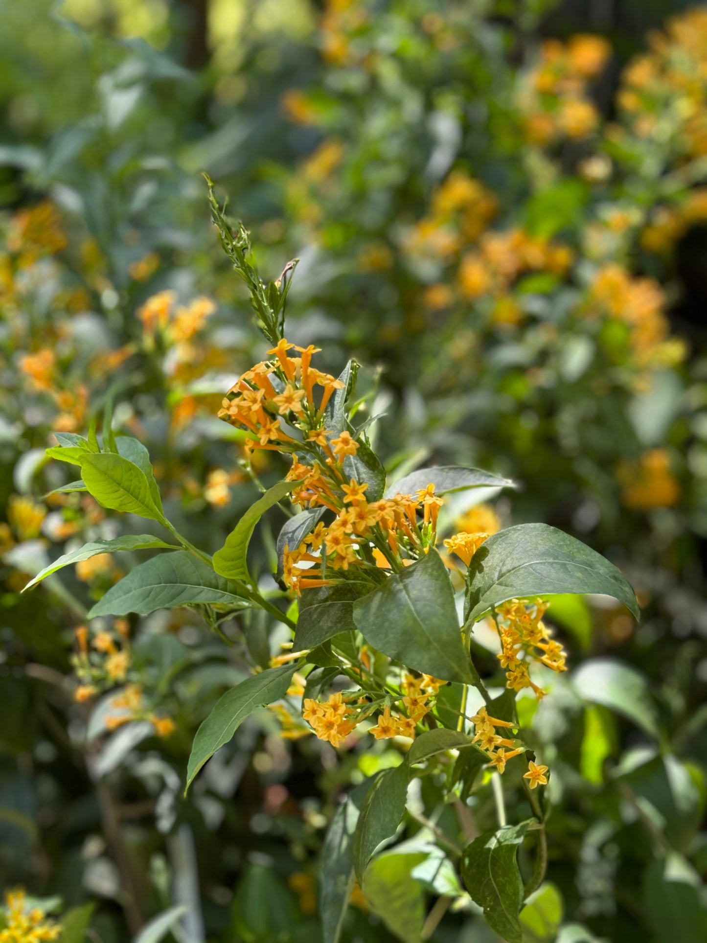 *RETAIL - Cestrum 'Orange Peel'