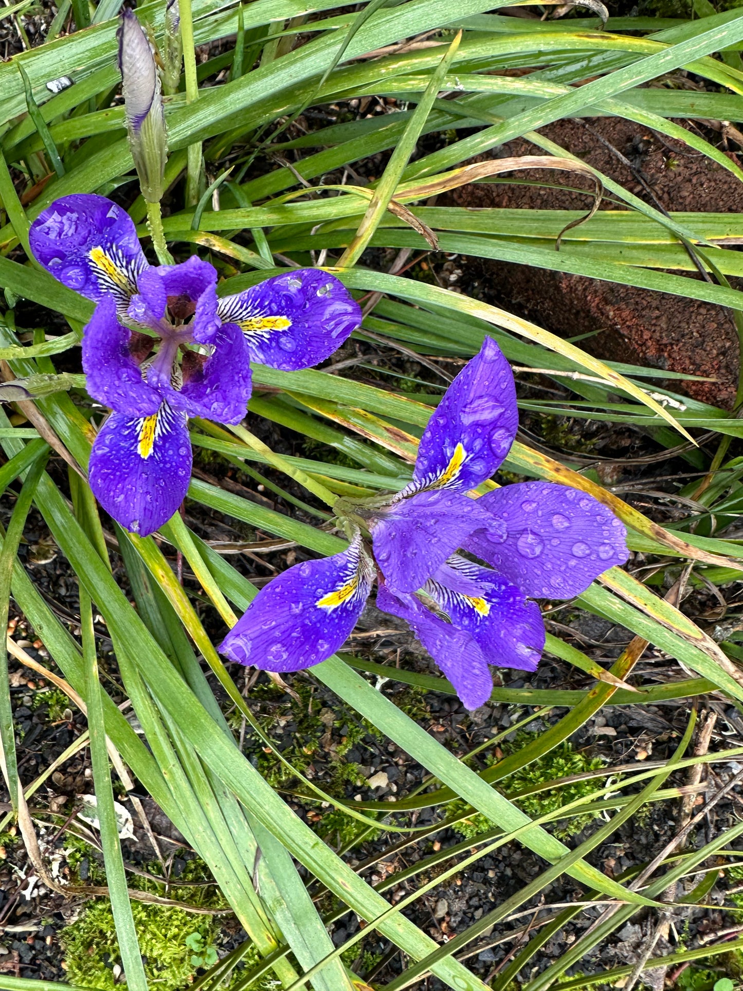 *RETAIL - Iris ungulcularis