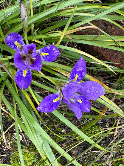 *RETAIL - Iris ungulcularis