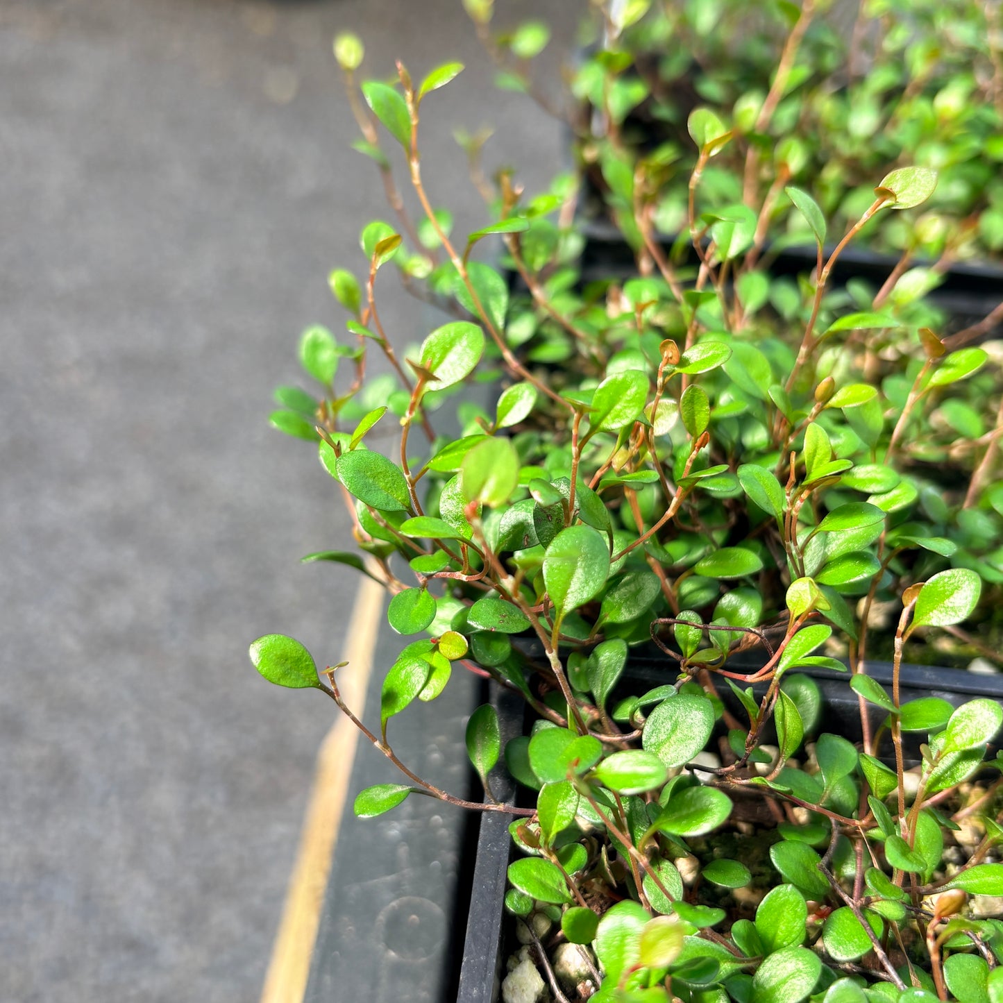Muehlenbeckia axillaris 'Nana'