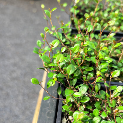 Muehlenbeckia axillaris 'Nana'