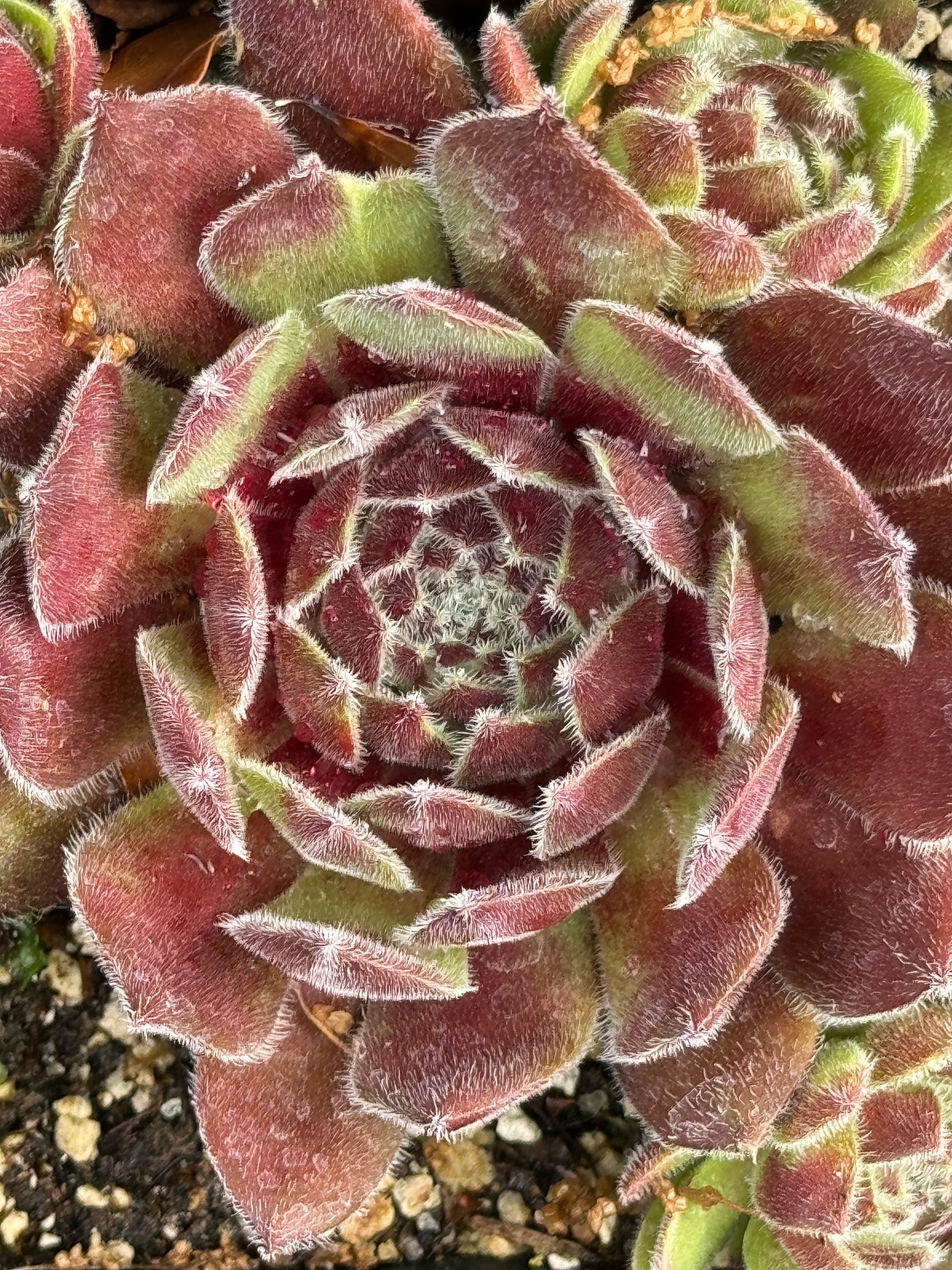 succulents for the pacific northwest Sempervivum 'Pacific Spring Frost' – Cistus Nursery