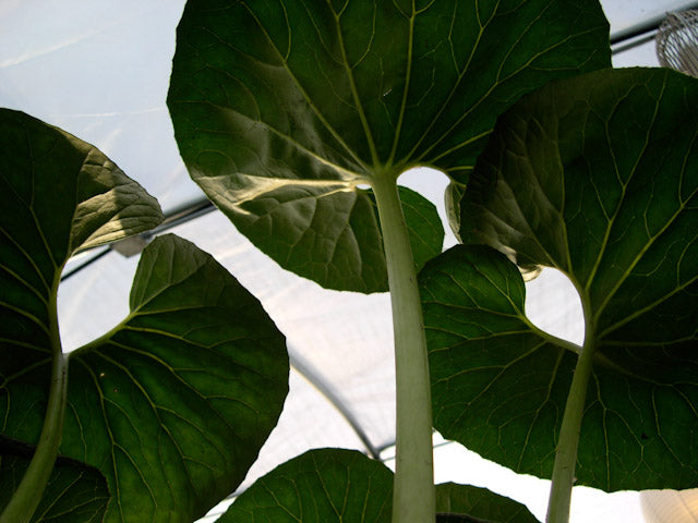 *RETAIL - Farfugium japonicum 'Giganteum'