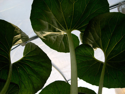 *RETAIL - Farfugium japonicum 'Giganteum'