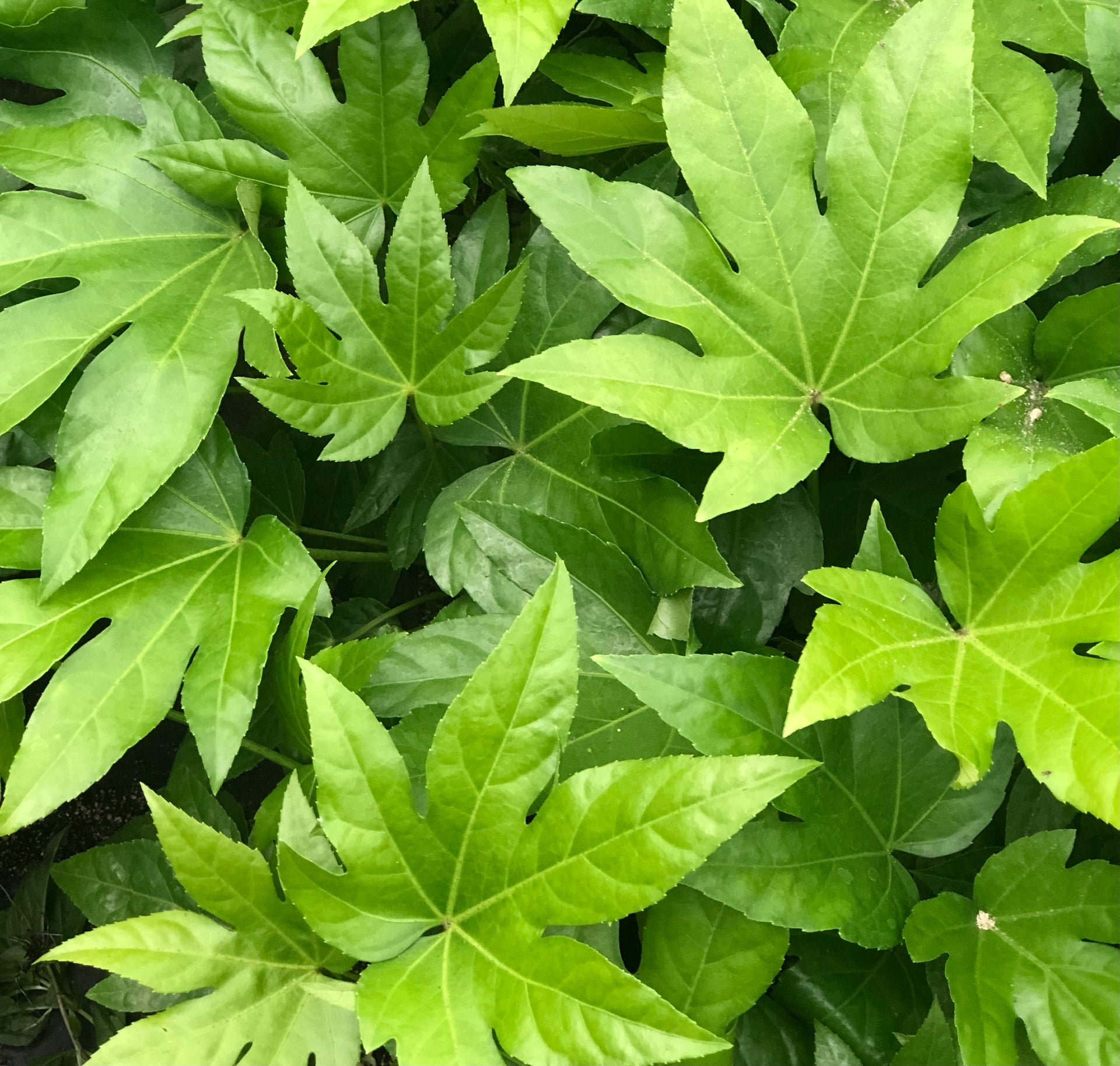 Fatsia japonica – Cistus Nursery