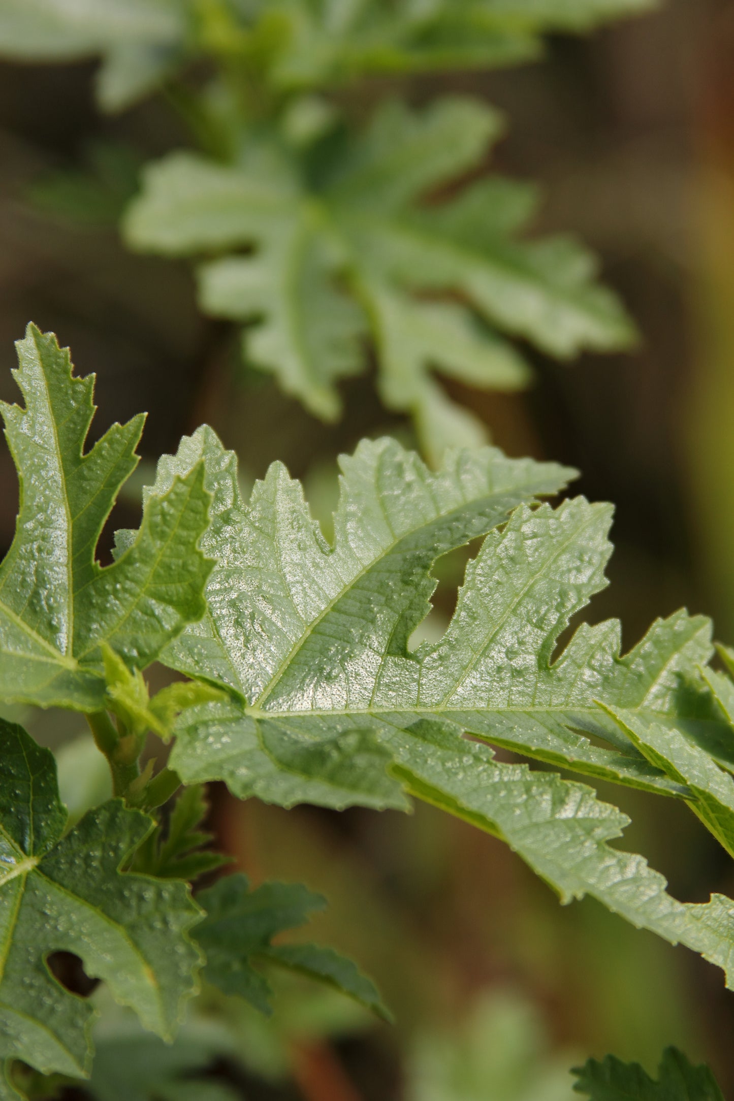 *RETAIL - Ficus afghanistanica 'Silver Lyre'