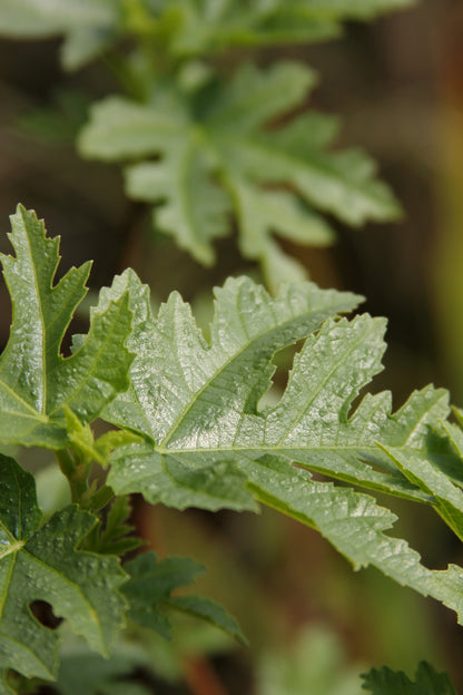 *RETAIL - Ficus afghanistanica 'Silver Lyre'