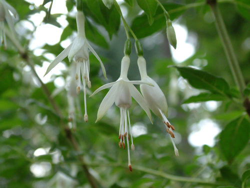 Fuchsia magellanica 'Hawkshead'