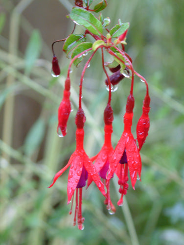 Fuchsia magellanica 'David Palmer'