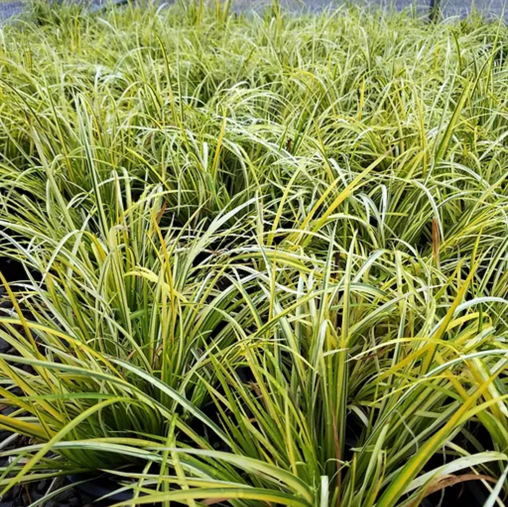 *RETAIL - Acorus gramineus 'Ogon'