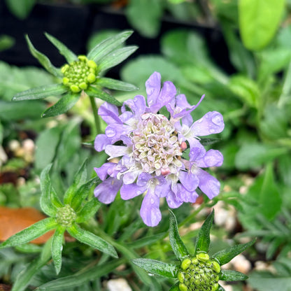 *RETAIL - Scabiosa columbaria 'Blue Note'