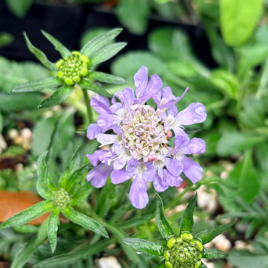 *RETAIL - Scabiosa columbaria 'Blue Note'